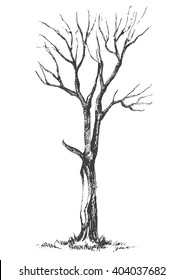 Old tree. Graphic. Vector