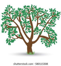 old tree with green leaves and rough bark with shadow on white background. Vector illustration