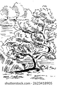 An old tree on the bank of a pond in a park. Summer landscape, black and white hand drawn vector illustration.