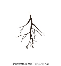 Old Tree Root Silhouette Isolated on White Background.