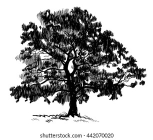 Old tree . Tree. Vector freehand drawing . Fast sketch pen .