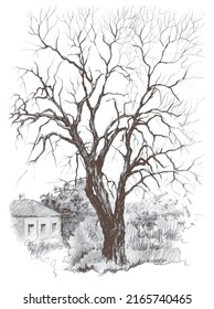 Old tree without leaves the ancient street in Kyiv  vector traced vintage pencil sketch drawing 