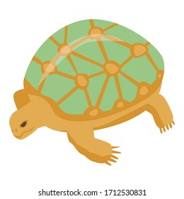 Old turtle icon. Isometric of old turtle vector icon for web design isolated on white background