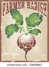 Old vintage card with tuber radish - Farmer radishes. Vector illustration.
