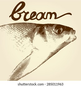 Old vintage engraving bream