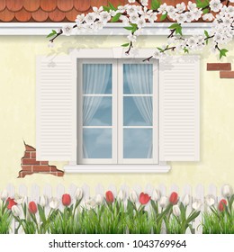 Old white  window with shutters in stucco wall of a house. Blooming branch of a tree. Tulip flowers  and grass in a front garden. Spring rural scene.