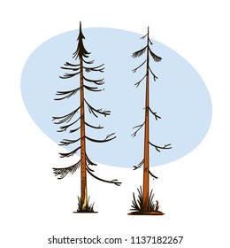 Old withered fir trees in hand drawn, sketch style. Landscape element for game design and animation. Vector illustration isolated on white background.