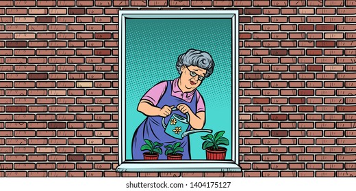 The old woman in the window watering potted flowers. Comic cartoon pop art retro illustration drawing