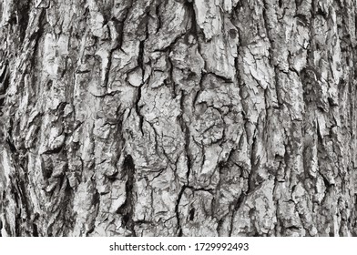 Old wood bark tree texture background pattern. Vector
