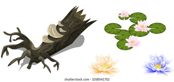 Old wooden stump with mushrooms and set of water lilly isolated on white background