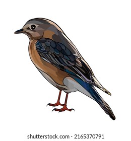 Old world flycatcher vector White background