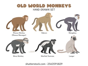 Old World monkeys cartoon clipart set. Rhesus macaque, baboon, mangabey, mona monkey, colobus monkey, langur vector illustrations in flat style. Hand-drawn wild animals concept