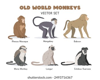 Old World monkeys vector illustration set. Old World monkey species cartoon clipart set in flat style. Rhesus macaque, mangabey, baboon, mona monkey, langur, colobus guereza flat vector design