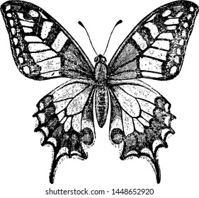 Old World Swallowtail Butterfly Vintage Illustration Stock Vector ...