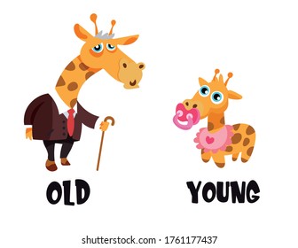 old and young opposite adjectives illustration. Flash cards of animals opposites with two cute giraffe