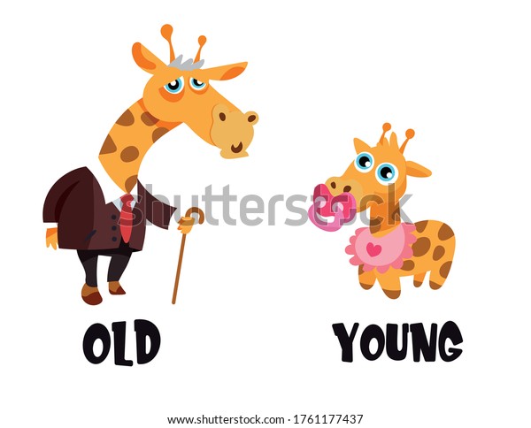 古い 若い反対の形容詞のイラスト 可愛いキリンを2枚持つ動物のフラッシュカード のベクター画像素材 ロイヤリティフリー