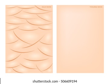 old and young skin vector. anatomy