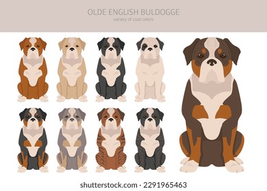 Olde English Bulldogge, Leavitt Bulldogge Clip Art. Unterschiedliche Posen, Farben für die Fellfarbe.  Vektorgrafik