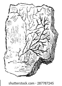 Older plants. Cambrian period. Petrifaction chondrite, vintage engraved illustration. Earth before man 1886.