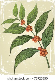 old-fashioned hand drawn coffee tree branch