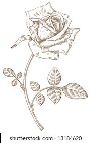 Old-styled vector rose. Freehand drawing