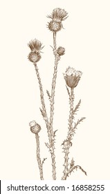 old-styled vector thistle. Freehand drawing
