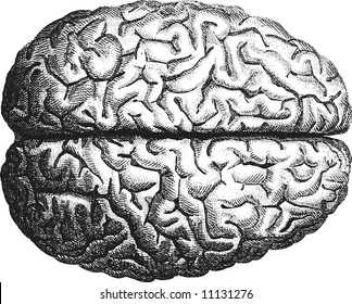 Old-time Engraving Of The Brain