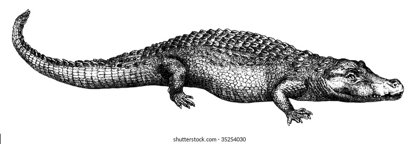 Old-time engraving of the Crocodile