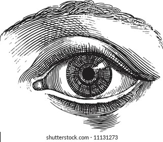 Old-time Engraving Of The Eye