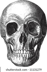 Old-time engraving of the Skull