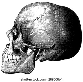 Old-time engraving of the Skull