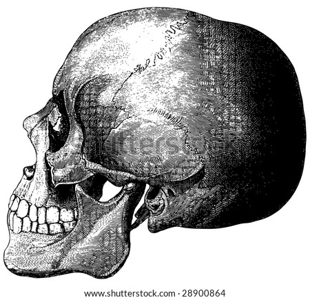 Old-time engraving of the Skull