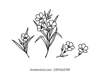 Oleander flowers. Vector stock illustration eps10. Isolate on a white background, outline, hand drawn.