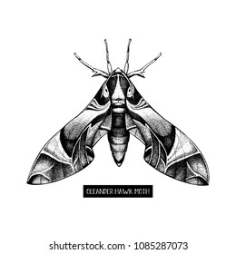 Oleander hawk moth drawing isolated on white. Vector illustration of hand drawn butterfly. Vintage insects sketch. 