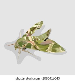 Oleander hawk moth isolated realistic hand drawn vector and illustration