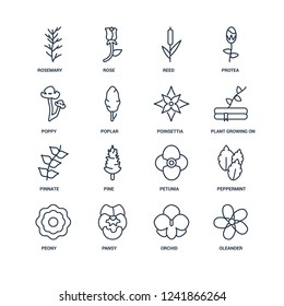 Oleander, Orchid, Pansy, Peony, Peppermint, Rosemary, Poppy, Pinnate, Poinsettia outline vector icons from 16 set