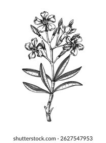 Oleander sketch. Poisonous plant drawing. Rosebay hand-drawn vector illustration. Witchcraft, herbal remedies, medicinal plants, apothecary. NOT AI generated