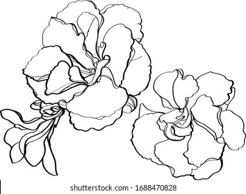 Oleander vector illustration. Black and white floral vector illustration of a oleander 