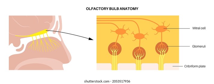 Olfactory Bulb Anatomical Poster. Human Nasal Cavity Concept. Olfactory Nerve, Smell Receptors And Fibres. Sensory Organs Respiratory System. Medical Flat Vector Illustration For Clinic Or Education.