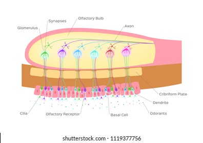 Olfactory Bulb (organ Of Smell) / Nerve Cells In Nose / Vector