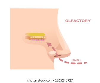 Olfactory Bulb (organ Of Smell) / Nerve Cells In Nose / Vector