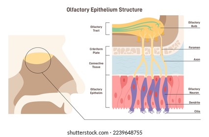 Olfactory epithelium structure anatomical poster. Human nasal cavity. Olfactory bulb, smell receptors and fibres. Sensory organs of human respiratory system. Flat vector illustration