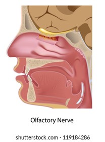 Olfactory Nerve