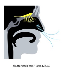 Olfactory Nerve Anatomical Poster. Human Nasal Cavity Concept. Olfactory Bulb, Smell Receptors And Fibres. Sensory Organs Respiratory System. Medical Flat Vector Illustration For Clinic Or Education.