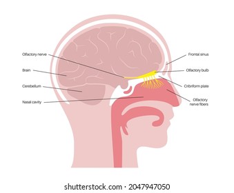 Olfactory nerve anatomical poster. Human nasal cavity concept. Olfactory bulb, smell receptors and fibres. Sensory organs respiratory system. Medical flat vector illustration for clinic or education.