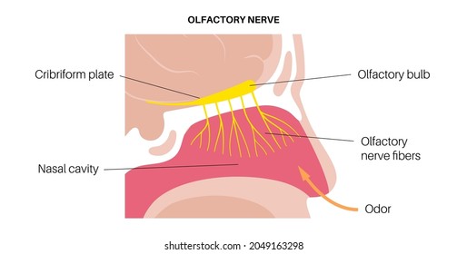 Olfactory Nerve Anatomical Poster. Human Nasal Cavity Concept. Olfactory Bulb, Smell Receptors And Fibres. Sensory Organs Respiratory System. Medical Flat Vector Illustration For Clinic Or Education.