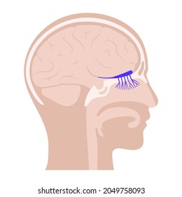 Olfactory nerve anatomical poster. Human nasal cavity concept. Olfactory bulb, smell receptors and fibres. Sensory organs respiratory system. Medical flat vector illustration for clinic or education.