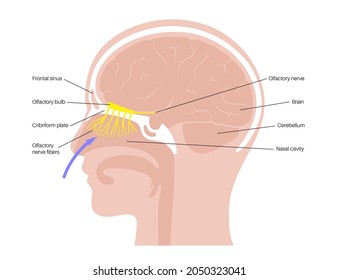 Olfactory nerve anatomical poster. Human nasal cavity concept. Olfactory bulb, smell receptors and fibres. Sensory organs respiratory system. Medical flat vector illustration for clinic or education.