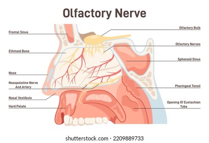 Olfactory nerve anatoy. Human nasal cavity structure. Olfactory bulb, smell receptors and fibres. Respiratory system and sensory organ. Flat vector illustration