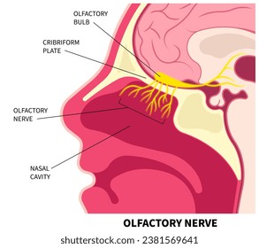 Olfactory nerve and Nasal cavity anatomy with loss of smell and scents in medical